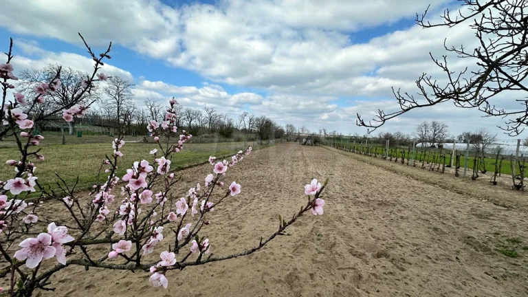 Starostlivo obrábaná záhrada s vinicou na priestrannom poz