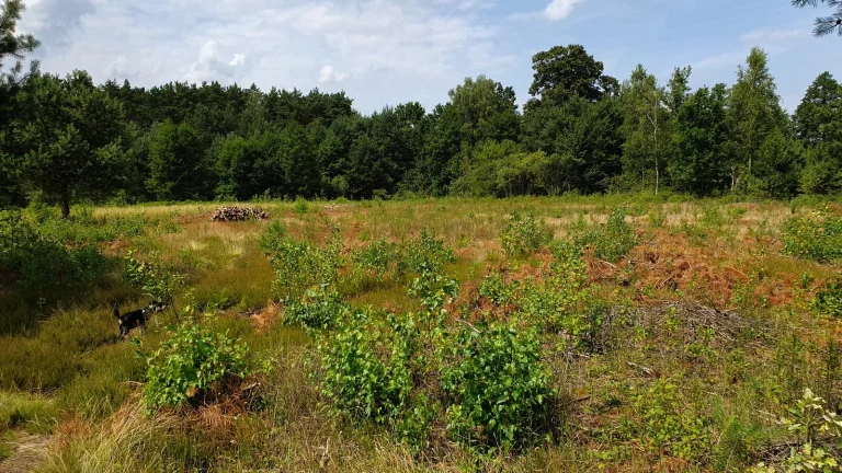 Działka Rolno-Rekreacyjna 3000m2 przy Puszczy Bolimowskiej