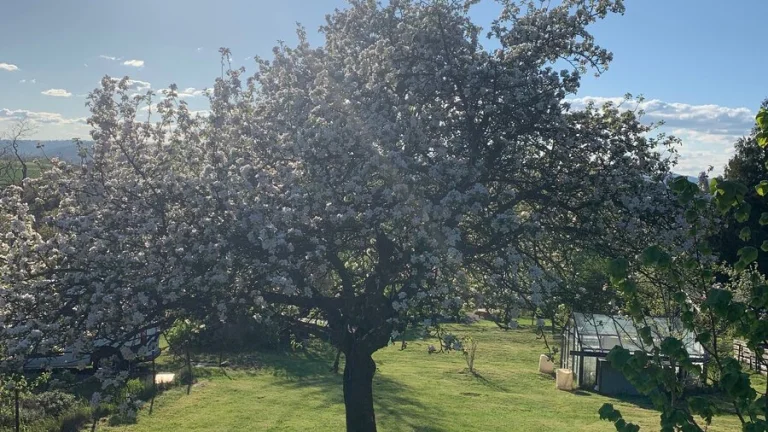 Prodám zahradu v Krnově, Cvilín, na Vyhlídce