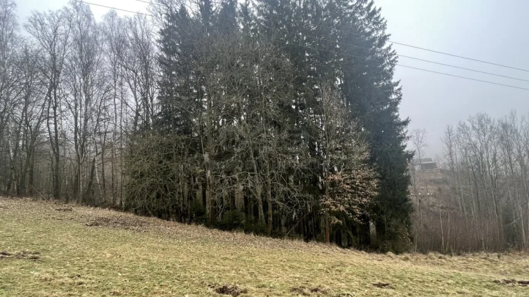 Prodej, les, 33054 m2, Košťálov