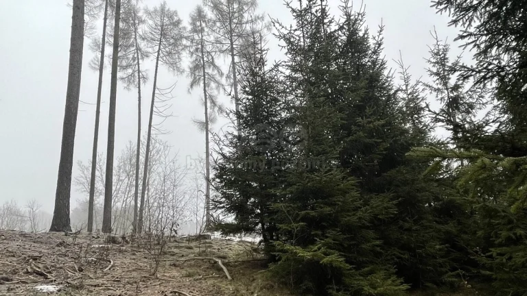 Prodej, les, 30934 m2, Vřesce