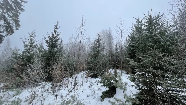 Prodej, les, 10412 m2, Pecka, Vidonice
