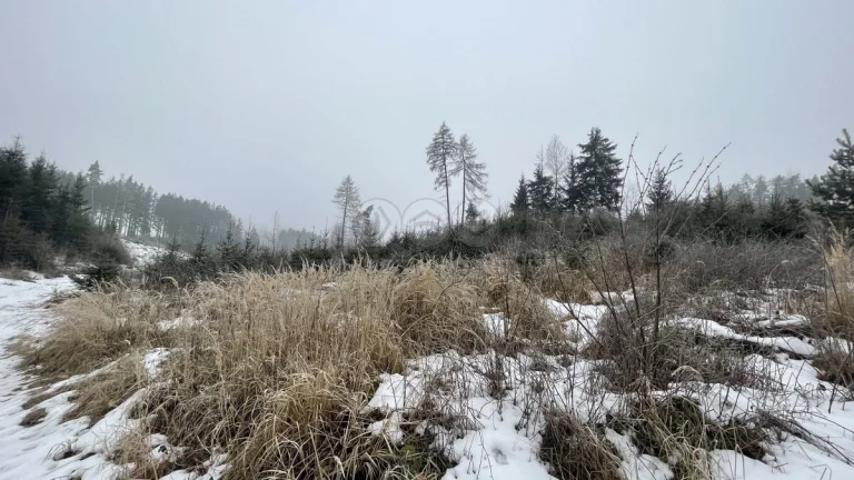 Prodej, les, 4368 m2, Stupná, Vidochov