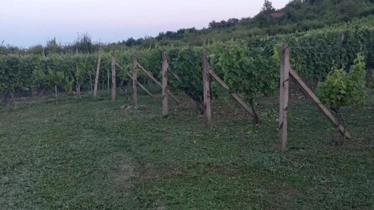Pozemok tokajské vinice