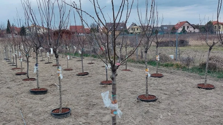 pripravený podnik