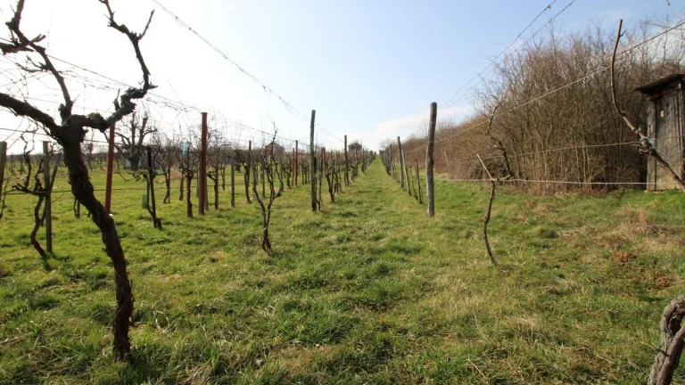 VINICA - ZLATÉ MORAVCE