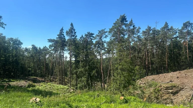 Prodej lesa 27 933 m², Nebužely okr. Mělník