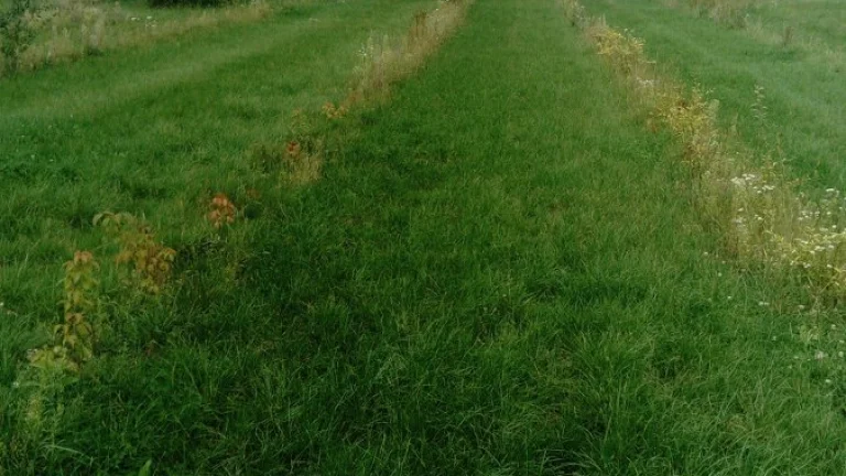 zahrada k pronájmu 4 8000m2