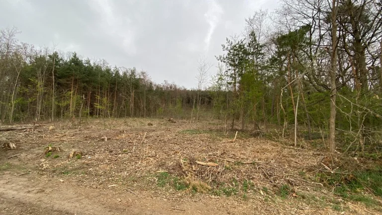 Lesní pozemek Bílé Podolí