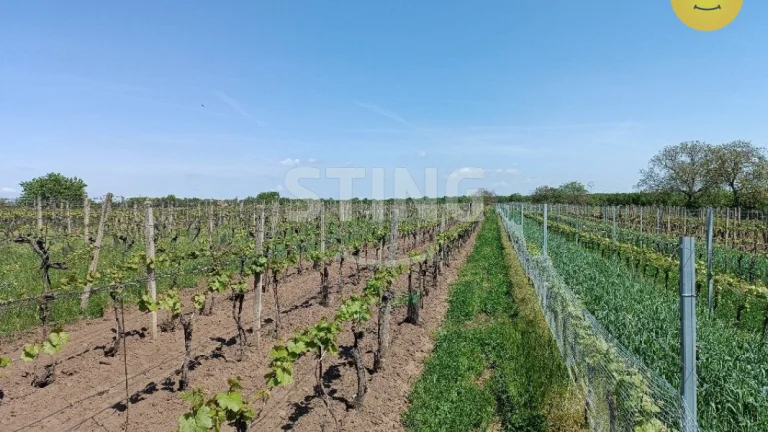 Prodej pozemku - vinice, 1110 m2, Hrušky, 132327