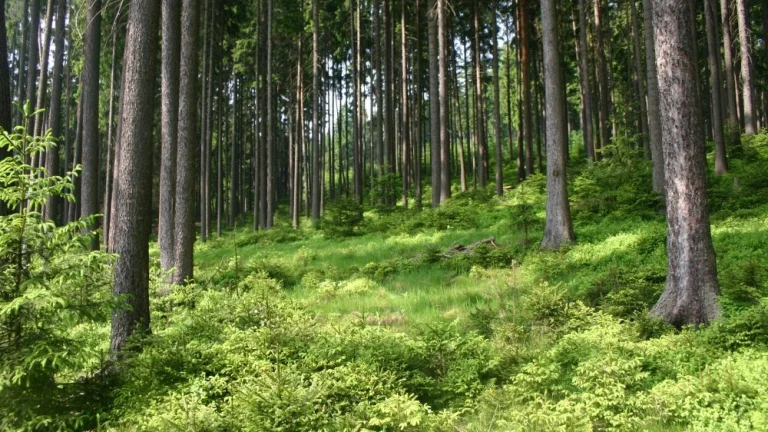 Les, lesný pozemok