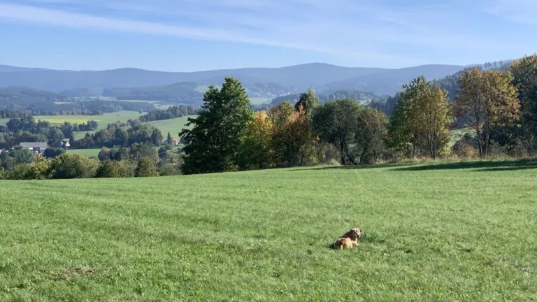 Prodej pozemku na Šumavě – Stachy