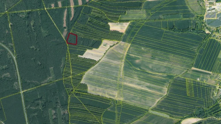 Lesní pozemky k. ú. Rybnice u Kaznějova