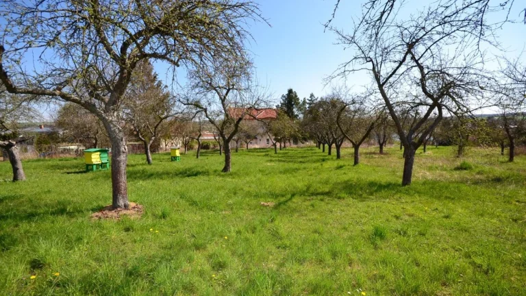 Prodej zahrady,CP 363m2, Bučovice-Kloboučky