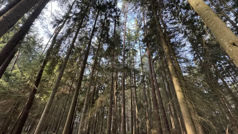 Prodej lesa, 7067 m², Doňov