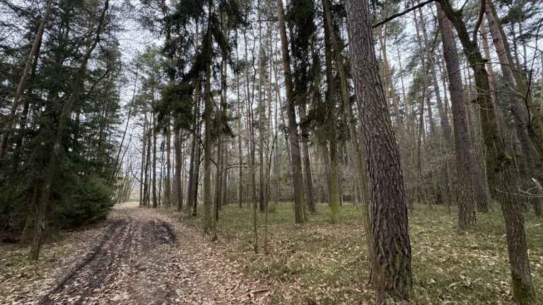 Prodej lesa, 6794 m², Doňov