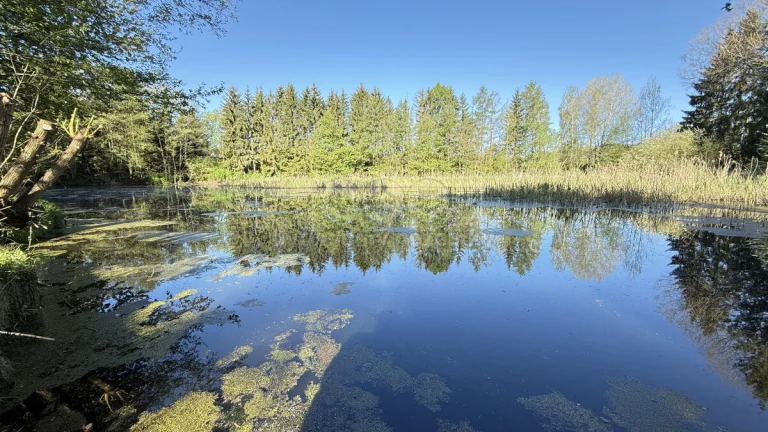 Prodej vodní plochy, 5965 m², Rychnov nad Kněžnou