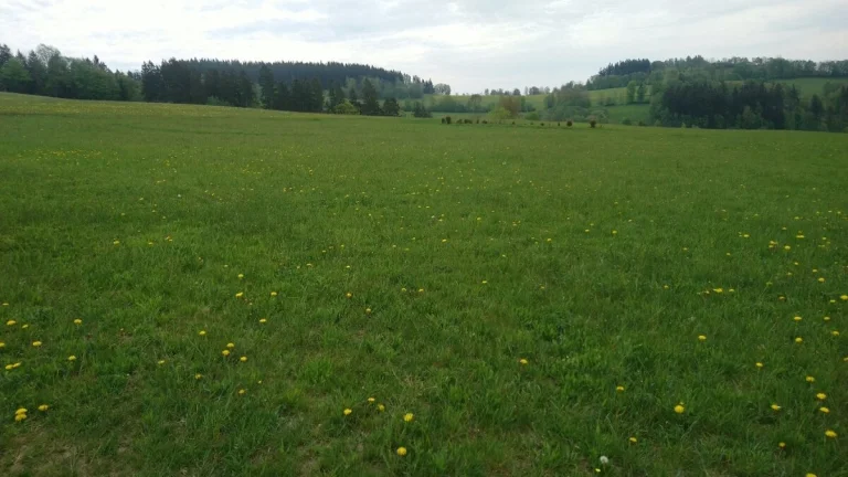 Zemědělské pozemky 6 hektarů louky Jilemnice