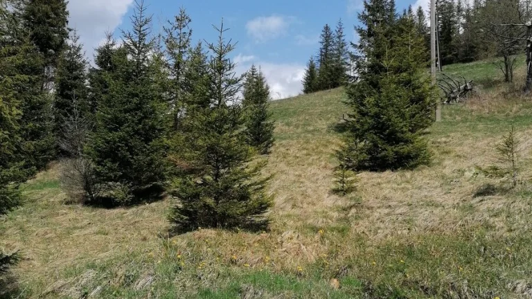 pozemok Ždiar 5167m2