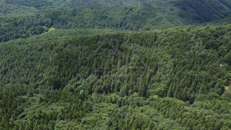 Na predaj les - lesný pozemok 6,75 ha - Osadné