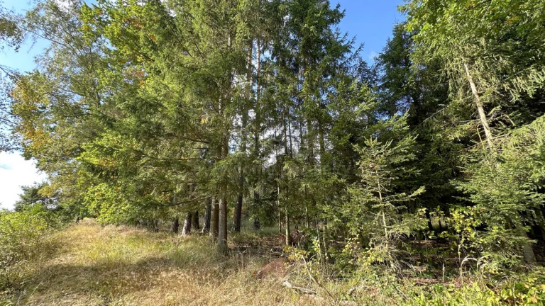 Prodej lesa, 2678 m², Chotěmice