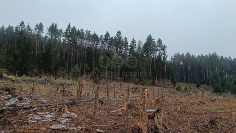 Prodej lesa, 37567 m², Vacovice