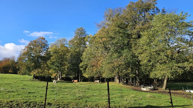 Prodej ostatní, 2133 m², Zlaté Hory