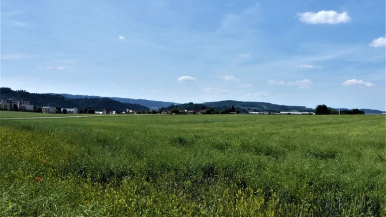 Letovice - zemědělská půda 7 225 m2 - pozemek