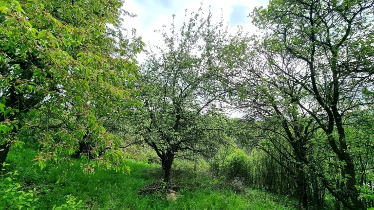 Blansko - Bačina, zahrada 593 m2 - pozemek, ev.č. V3367BL026