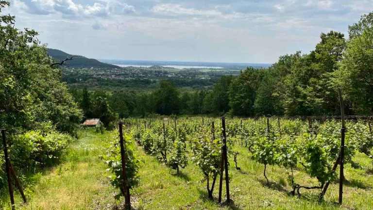 Pozemok - vinica