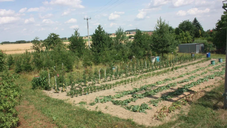 Prodej Vidice u Kutné Hory, pozemek, zahrada 1.478 m2