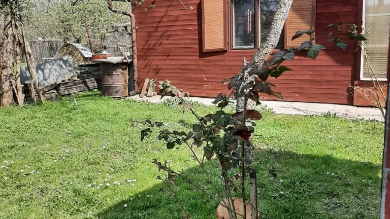 Prodej zahrady s chatkou v Ostravě-Kunčicích